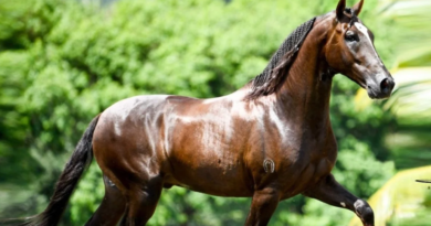 Cavalo de R$ 12 milhões teria morrido após comer ração de fábrica de Goiás, diz advogada