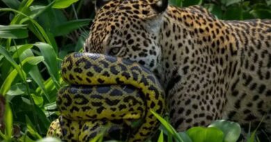 Fotógrafo registra rara luta entre onça-pintada e sucuri no Pantanal