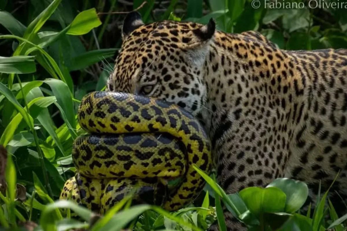 Fotógrafo registra rara luta entre onça-pintada e sucuri no Pantanal