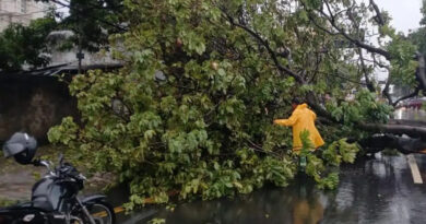 Temporal provoca 13 quedas de árvores e 19 de galhos em Goiânia, informa Comurg