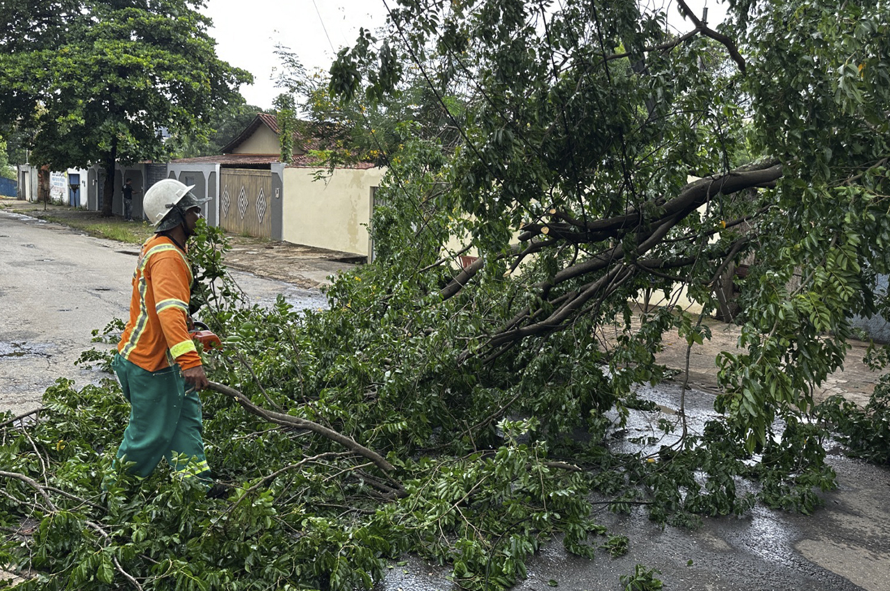 Comurg realiza poda preventiva em 107 mil árvores para evitar acidentes durante temporada de chuvas