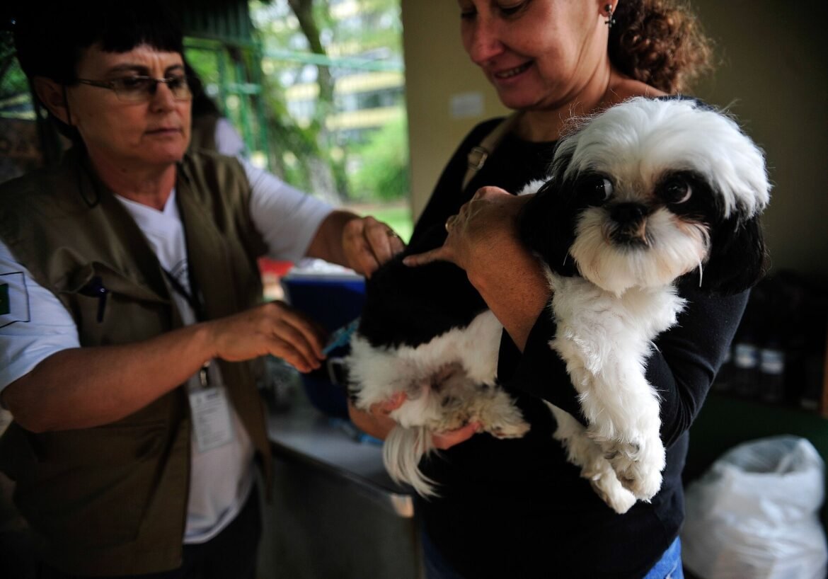 Cão recebe vacina enquanto é segurado por uma pessoa.