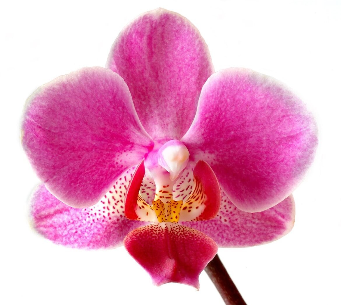 Orquídea de pétalas rosadas e brancas em close.
