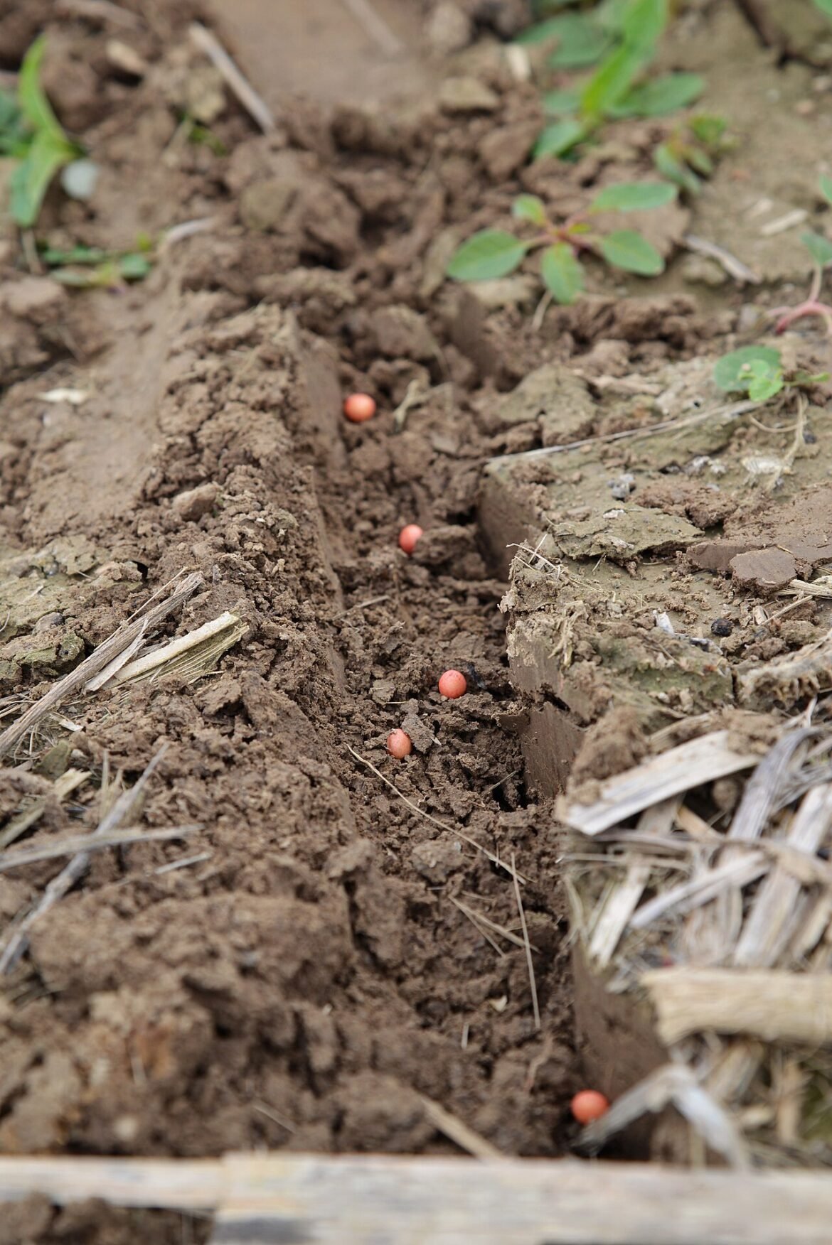 Sementes de soja distribuídas em sulco de plantio.
