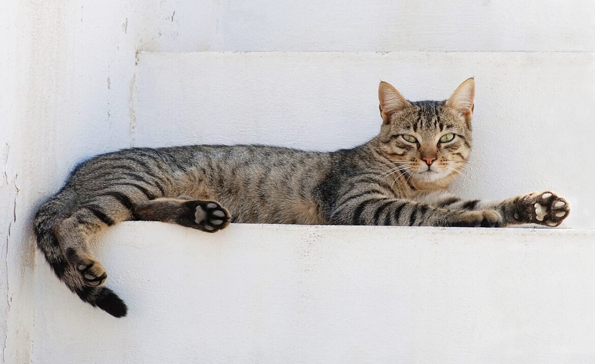 Gato de pelagem listrada deitado sobre superfície branca.
